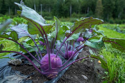  Eksogeeninen Kuitukomposiitti: Luomu Materiaalin Valikoima Biopohjaisille Tuotteille!